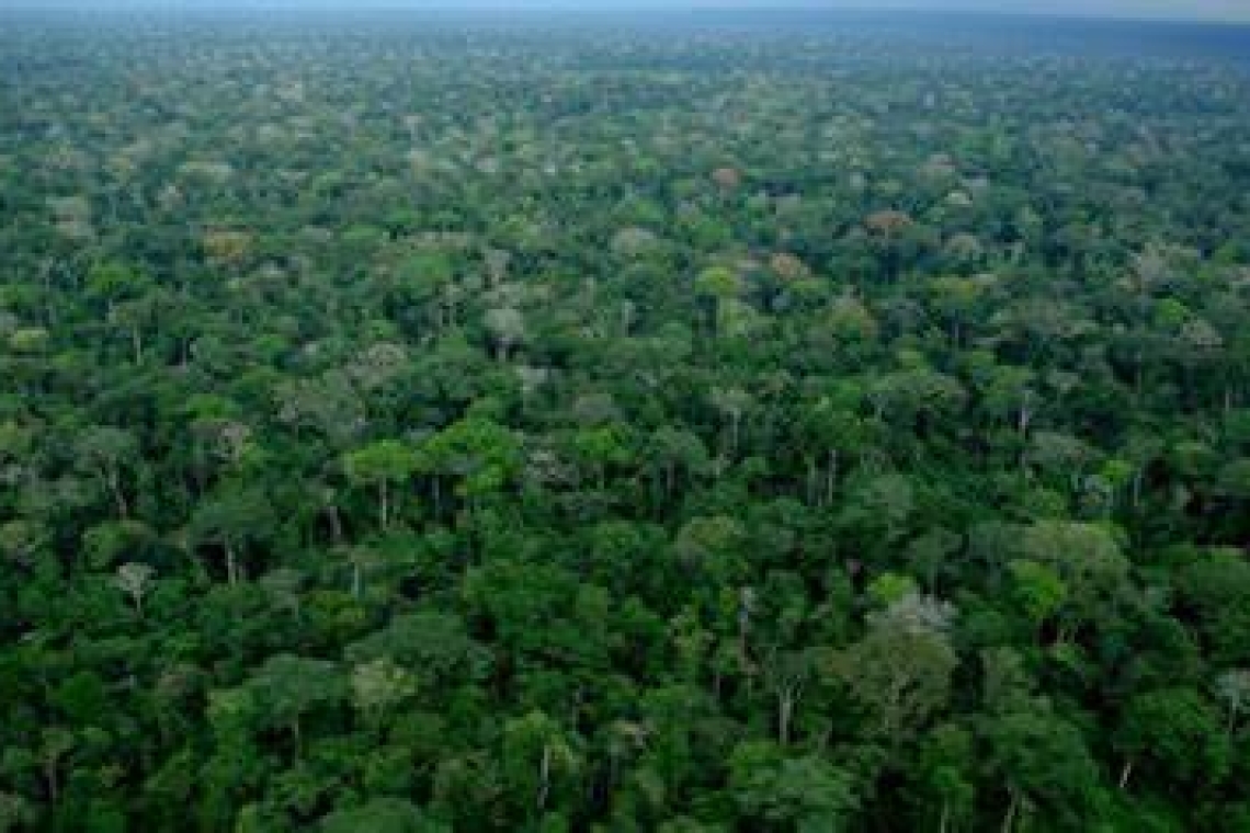 Congo : La Dernière Forêt Vierge en Afrique